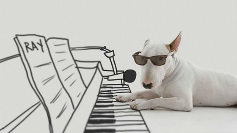 Бывшая жена оставила только собаку, а мужчина сделал из нее настоящую звезду Бывшая жена оставила только собаку, а мужчина сделал из нее настоящую звезду