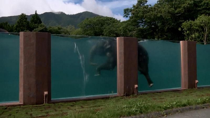 В Японии слонам построили огромный бассейн