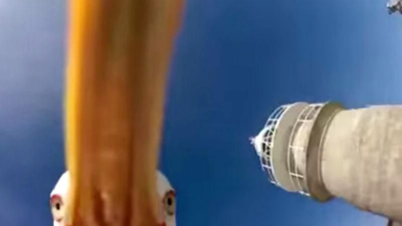 Чайка выхватила у туриста камеру и сделала уникальное видео Чайка выхватила у туриста камеру и сделала уникальное видео