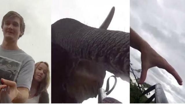 Слон показал мастер-класс по селфи Слон показал мастер-класс по селфи