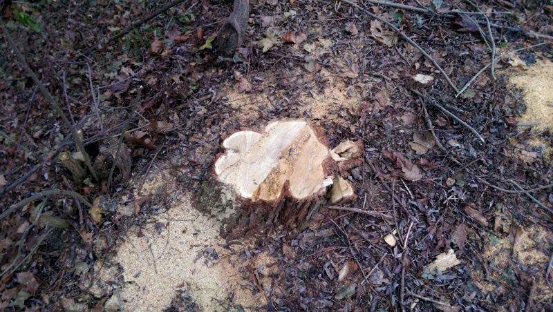 Яценюк дозволив вирубувати ліс у заповідниках, — еколог Яценюк дозволив вирубувати ліс у заповідниках, — еколог