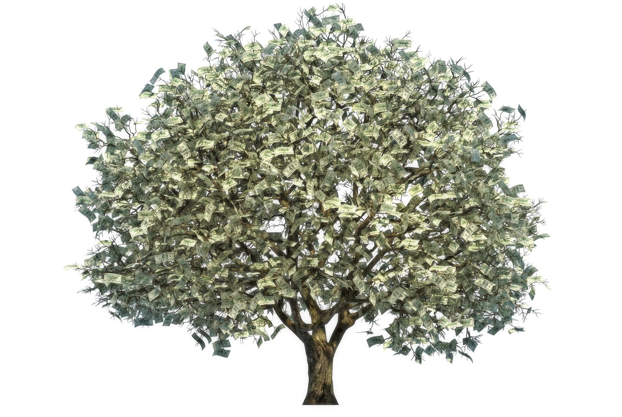 Березка деньги. Дерево с деньгами. Денежное дерево с деньгами. Дерево на белом фоне. Денежное дерево на белом фоне.