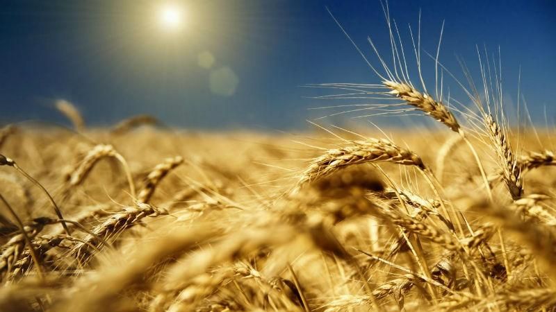 Хто буде розпоряджатись спиртовою та зерновою галузями України Хто буде розпоряджатись спиртовою та зерновою галузями України