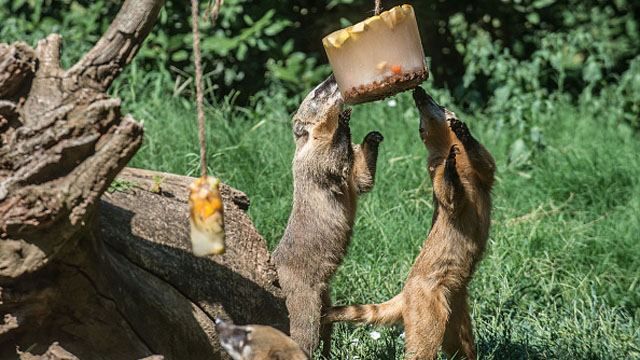 Аномальная жара: как спасают животных в римском зоопарке