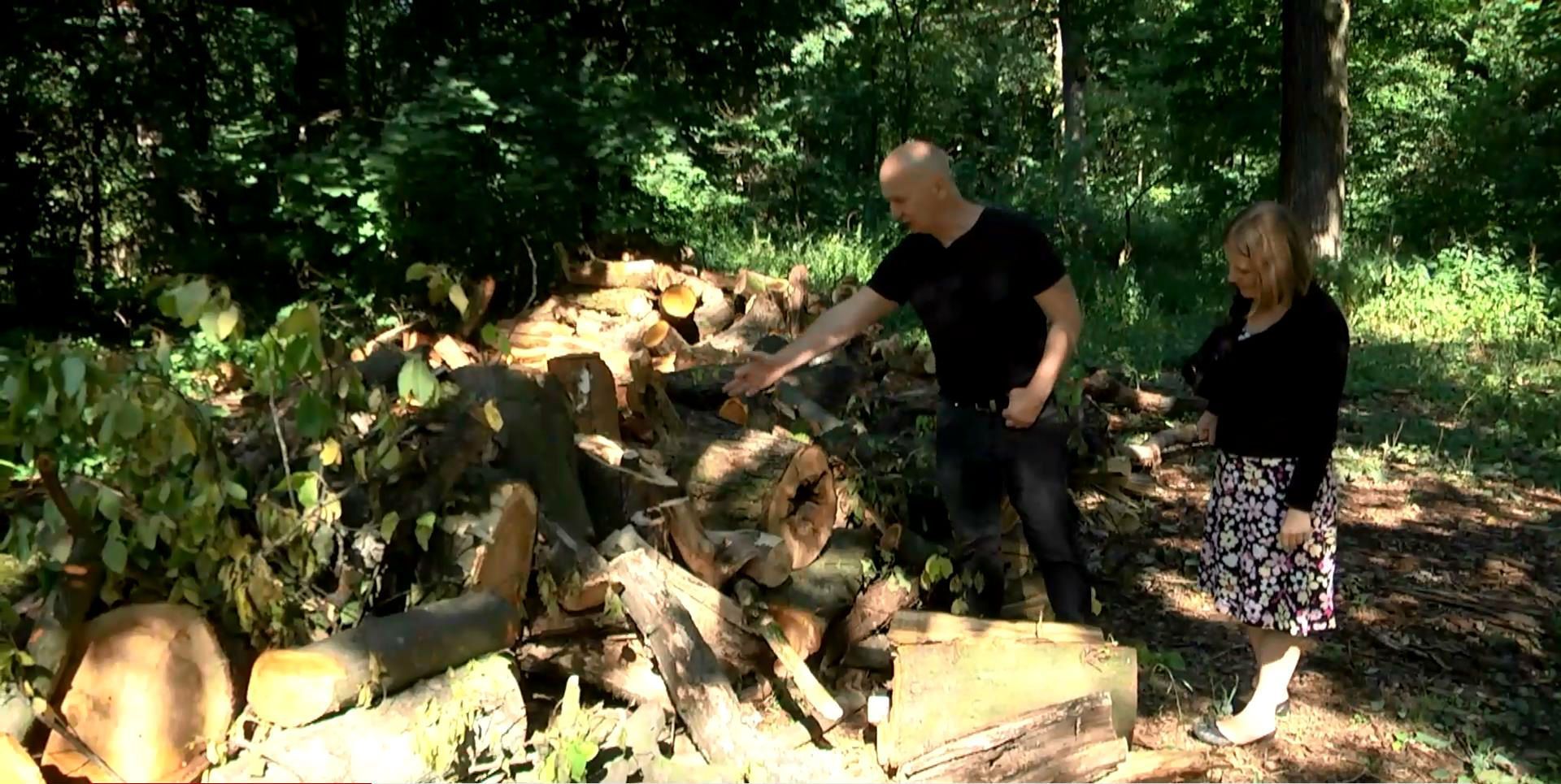 Як заробляють мільйони на звичайних деревах Як заробляють мільйони на звичайних деревах