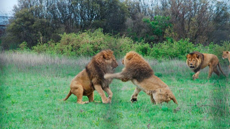 Леви з’їли крокодила в окупованому Криму Леви з’їли крокодила в окупованому Криму