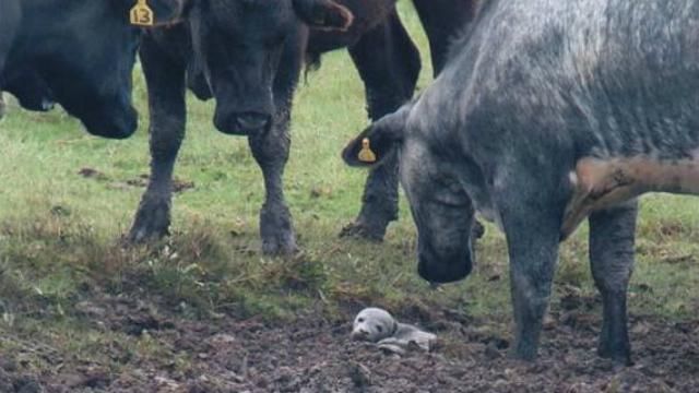 Британские коровы спасли 5-дневного тюленя Британские коровы спасли 5-дневного тюленя