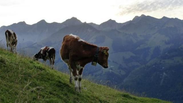 Французи і швейцарці з’ясовують стосунки через воду для корів