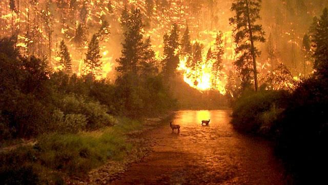 Европу охватили масштабные пожары Европу охватили масштабные пожары