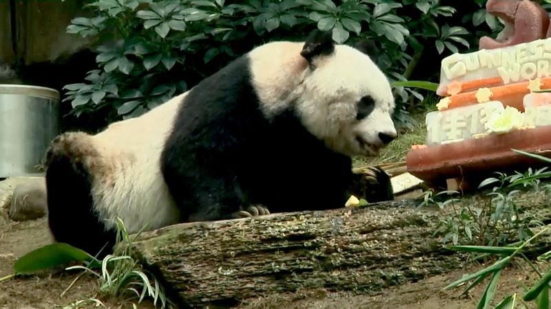 Самая старая панда в мире отпраздновала день рождения Самая старая панда в мире отпраздновала день рождения