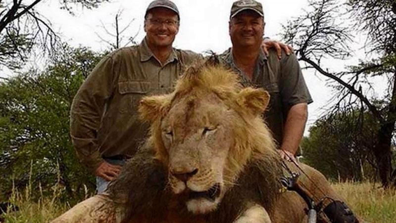 Стоматолог из США коварно убил льва из заповедника Зимбабве