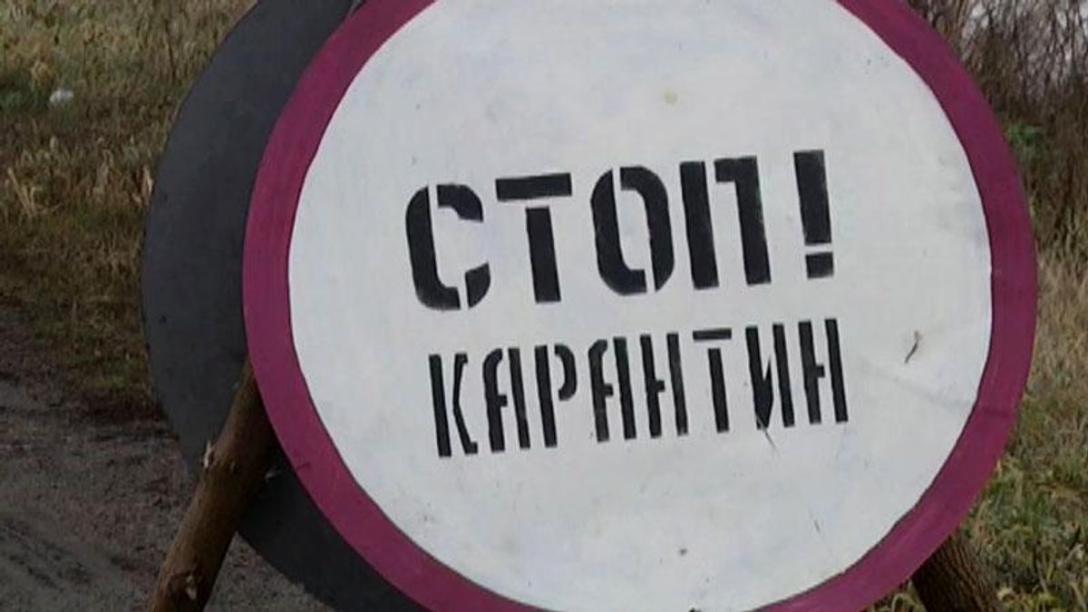 Африканская чума "косит" стада свиней под Киевом Африканская чума "косит" стада свиней под Киевом