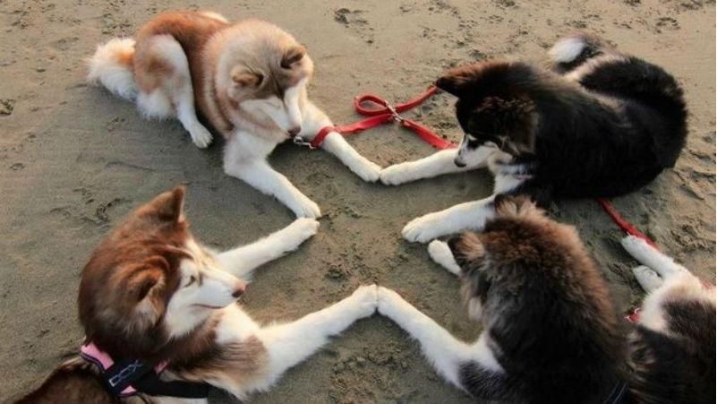 Така зворушлива дружба розчулить кожного Така зворушлива дружба розчулить кожного