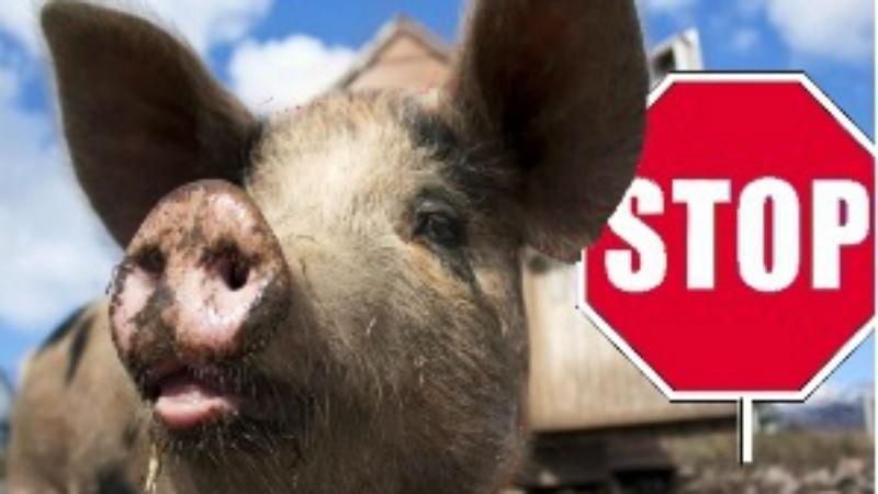 Чи несе вірус африканської чуми загрозу для українців Чи несе вірус африканської чуми загрозу для українців