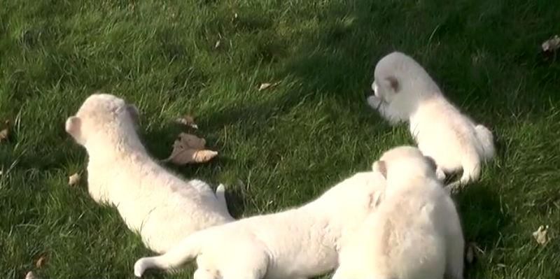 У Криму сталось чудо У Криму сталось чудо