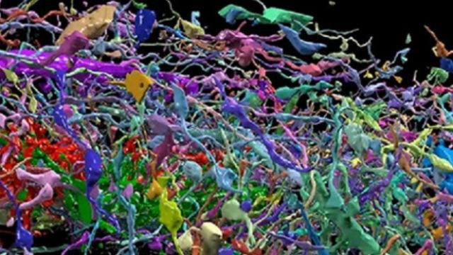 Мозкові візерунки: з’явилось найдетальніше відео клітин мозку Мозкові візерунки: з’явилось найдетальніше відео клітин мозку