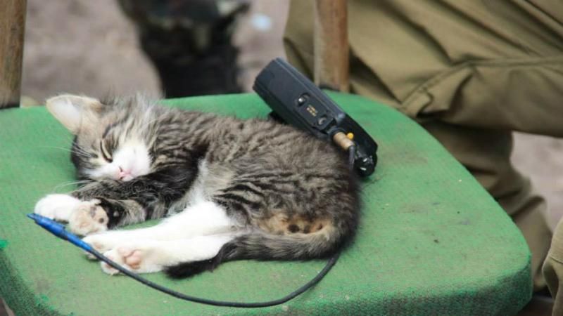 Четвероногие воины: маленькие любимцы украинских бойцов на Донбассе Четвероногие воины: маленькие любимцы украинских бойцов на Донбассе