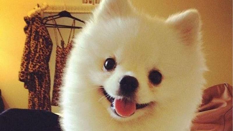 4 миллиона просмотров на YouTube набрала чихающая собачка 4 миллиона просмотров на YouTube набрала чихающая собачка