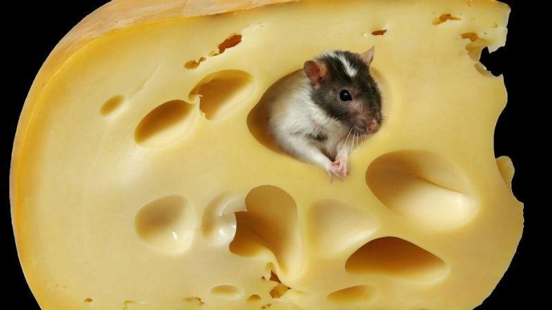Екзотика поряд: сир зі свинини та конятини вже в російських супермаркетах 