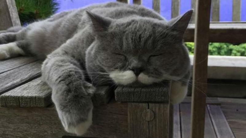 Кот-хипстер покорил Instagram идеальными усами Кот-хипстер покорил Instagram идеальными усами