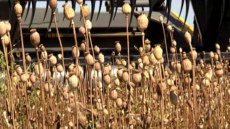 В Киевской области объявили войну конопле и маку