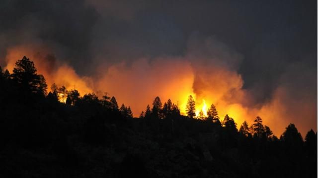 Масштабна пожежа на Запоріжжі: згоріло багато лісу