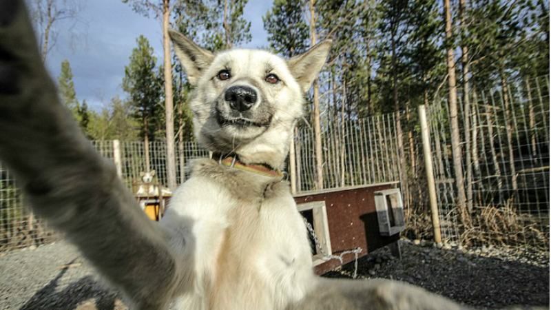 Кумедні селфі собак вразили своєю щирістю Кумедні селфі собак вразили своєю щирістю