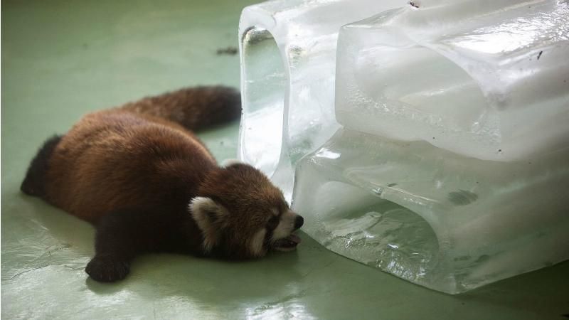 Как животные охлаждаются в безумную жару Как животные охлаждаются в безумную жару