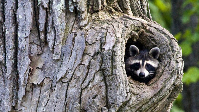 Взрывчатку в Украине будут искать еноты Взрывчатку в Украине будут искать еноты