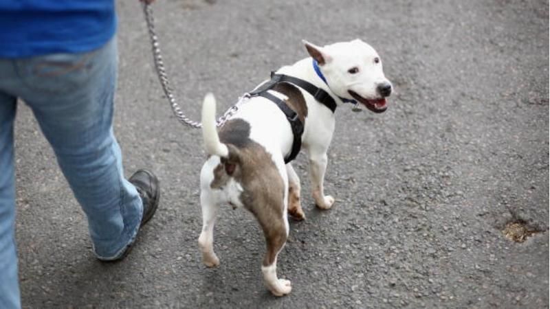 Ученые поняли, почему радуются собаки Ученые поняли, почему радуются собаки