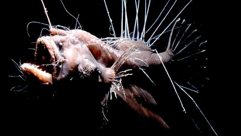 У Тихому океані знайшли морського чорта У Тихому океані знайшли морського чорта