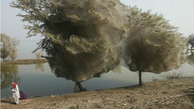 Розовое озеро и козы на дереве: впечатляющие явления природы Розовое озеро и козы на дереве: впечатляющие явления природы