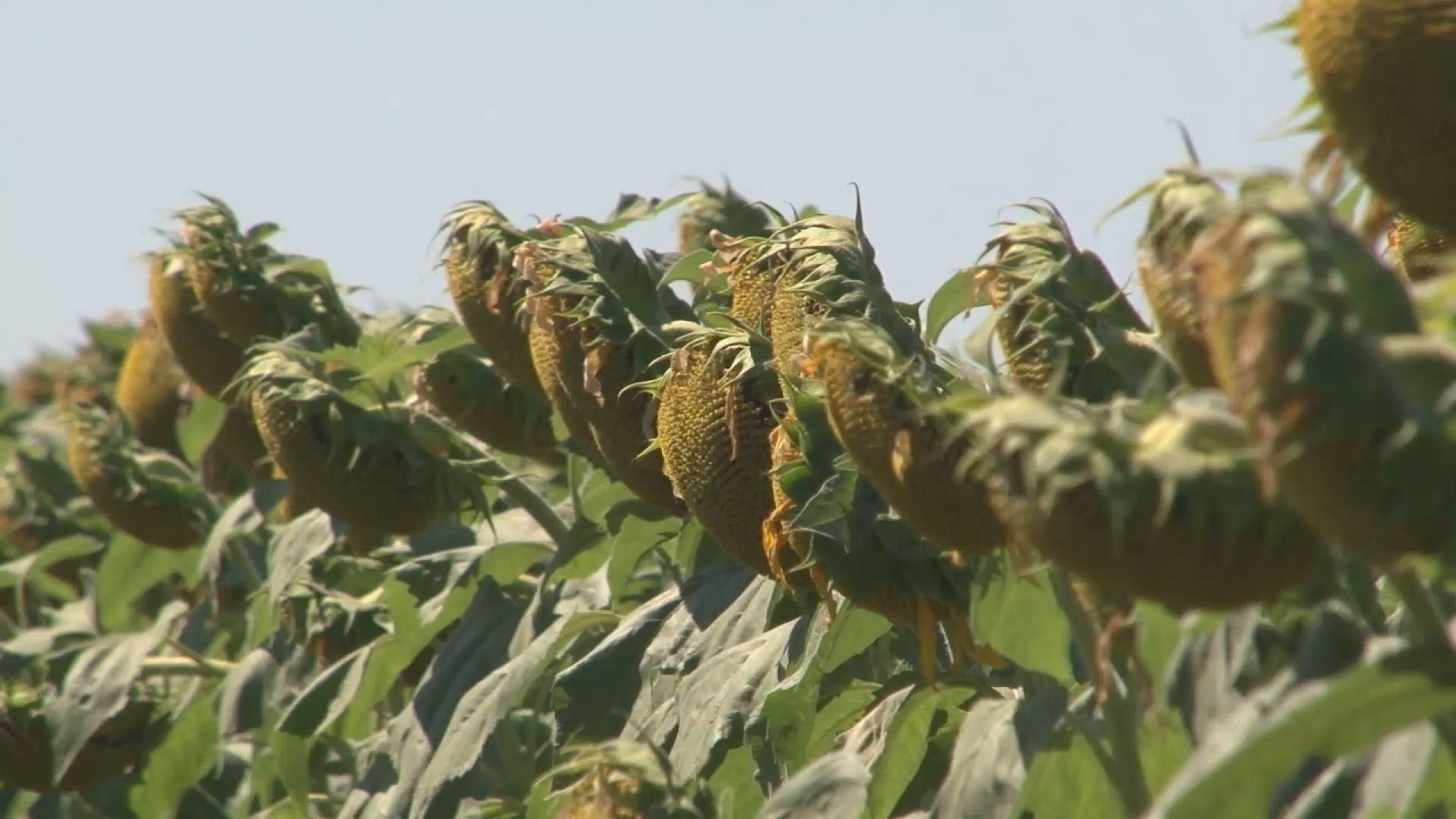 В Украине из 5-ти миллионов гектаров почти половина заражена волчком В Украине из 5-ти миллионов гектаров почти половина заражена волчком