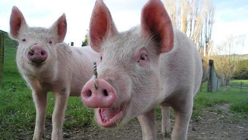 Від укусу свині помер фермер на Тернопільщині