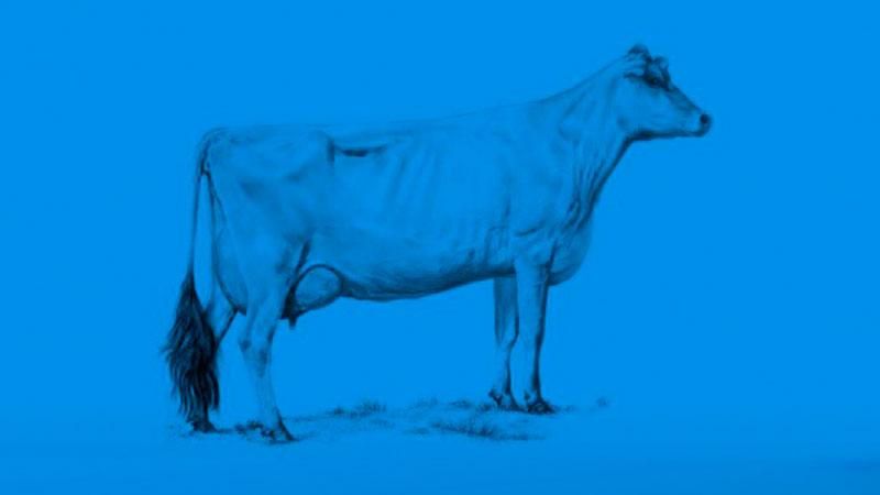 Економіка і корови: мережу підкорила кумедна інфографіка Економіка і корови: мережу підкорила кумедна інфографіка