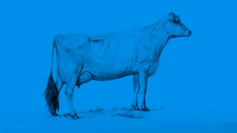 Экономика и коровы: сеть покорила забавная инфографика