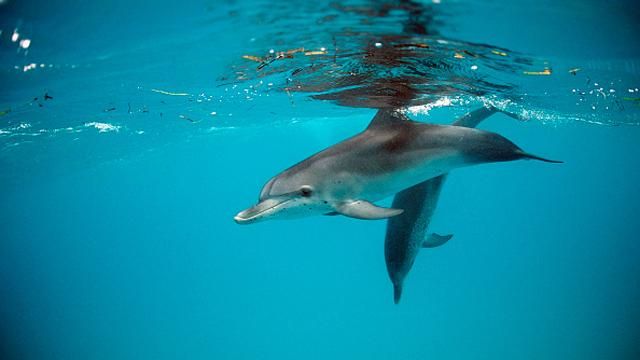 Литовцы зафиксировали неожиданных "гостей" у своих берегов Литовцы зафиксировали неожиданных "гостей" у своих берегов