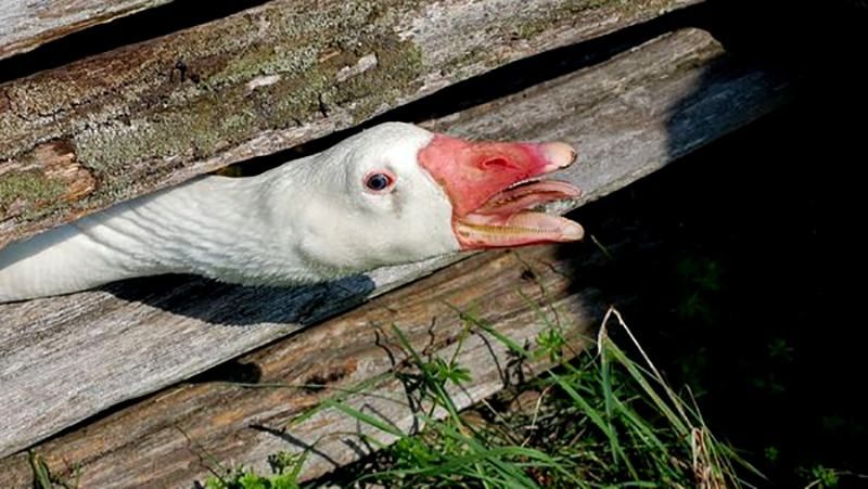 Россия продолжает бороться с запрещенной пищей: уничтожили гусей