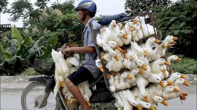 В интернете высмеяли "карателей гусей": лучшие мемы В интернете высмеяли "карателей гусей": лучшие мемы