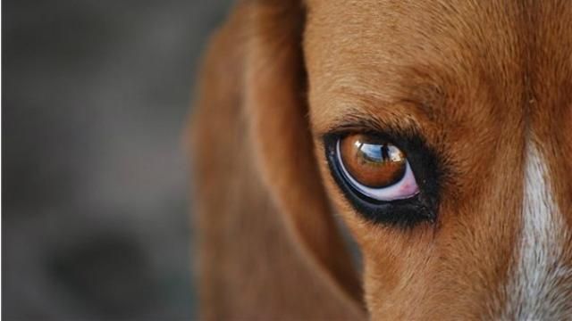 Растроганная собака заплакала, когда увидела своих щенков Растроганная собака заплакала, когда увидела своих щенков