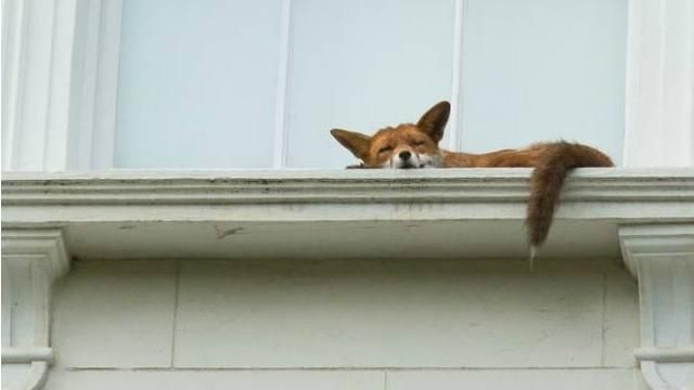 Лисиця на підвіконнику здивувала мережу Лисиця на підвіконнику здивувала мережу
