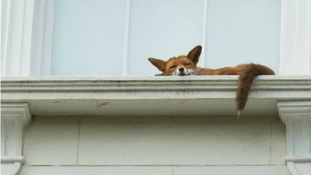 Лиса на подоконнике удивила сеть