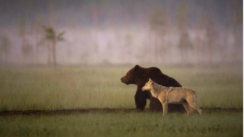 Незвична дружба: як разом веселяться ведмідь і вовк 