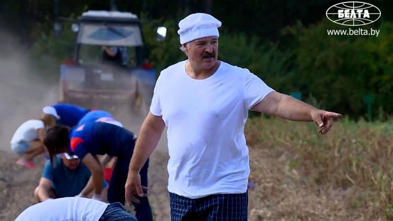 Лукашенко выкопал картошку Лукашенко выкопал картошку
