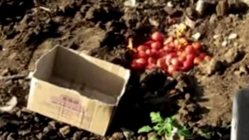 Черговий маразм Росії: урочисте спалення помідорів