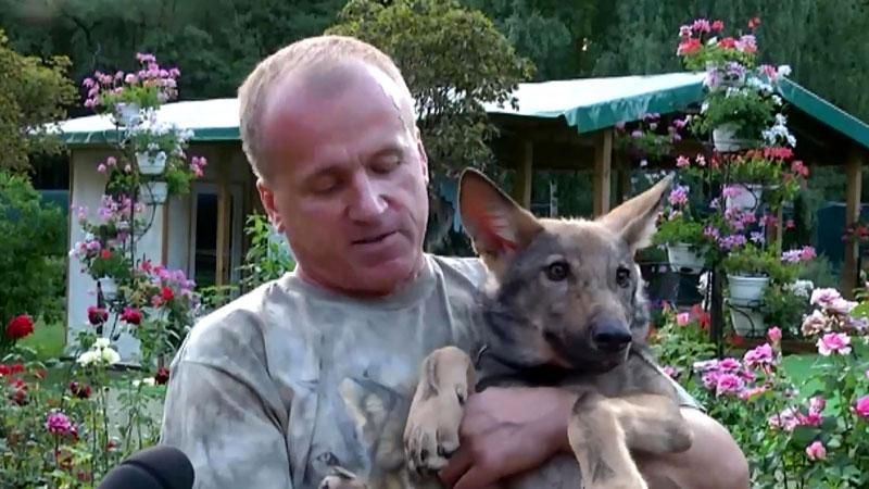 Мужчина спас волчонка, которого браконьеры поймали для экспериментов Мужчина спас волчонка, которого браконьеры поймали для экспериментов