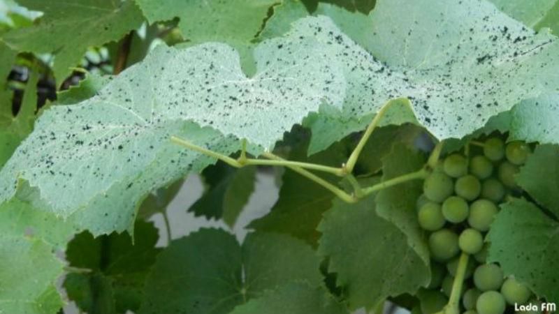 Місто на Вінниччині завалило чорним порохом Місто на Вінниччині завалило чорним порохом