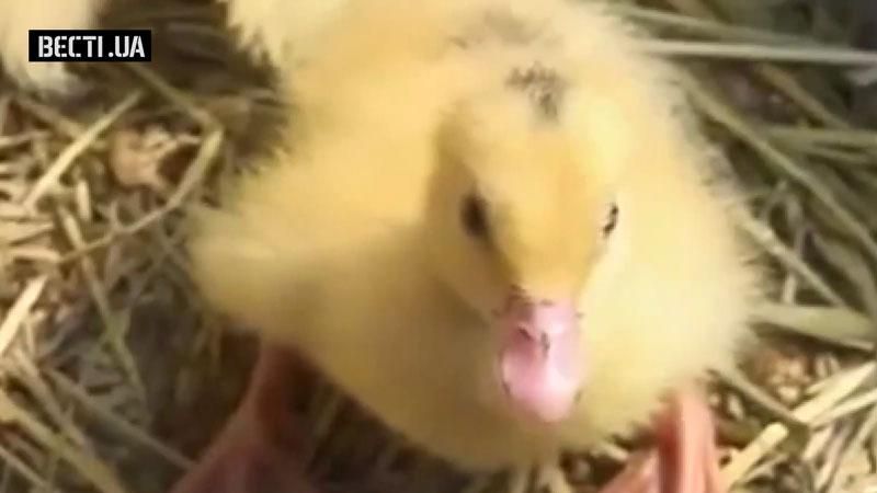 В России начали инквизицию утят В России начали инквизицию утят