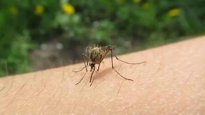 На рынке появятся футболки, которые защищают от комаров и клещей На рынке появятся футболки, которые защищают от комаров и клещей