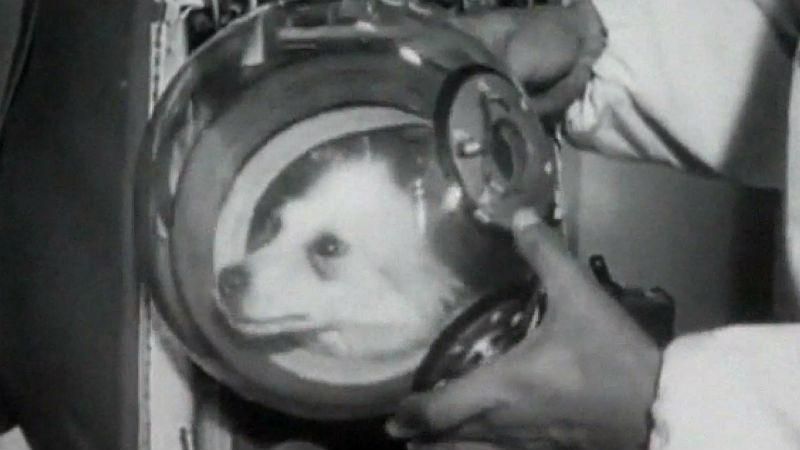 Неизвестные факты о первых собак, которые отправились на орбиту Земли